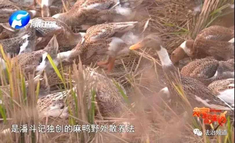 农村养麻鸭视频_冬季麻鸭养殖技术_致富经麻鸭怎么过冬