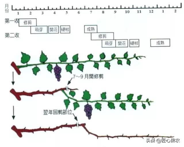 种植花视频_种植花_无花呆种植技术