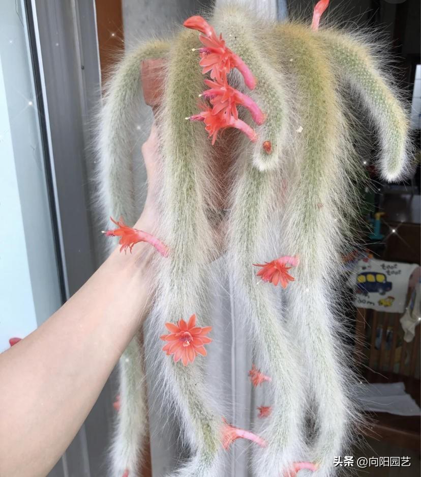 狐狸个时期养殖技术_狐狸养殖时期技术怎么样_狐狸养殖时期技术有哪些