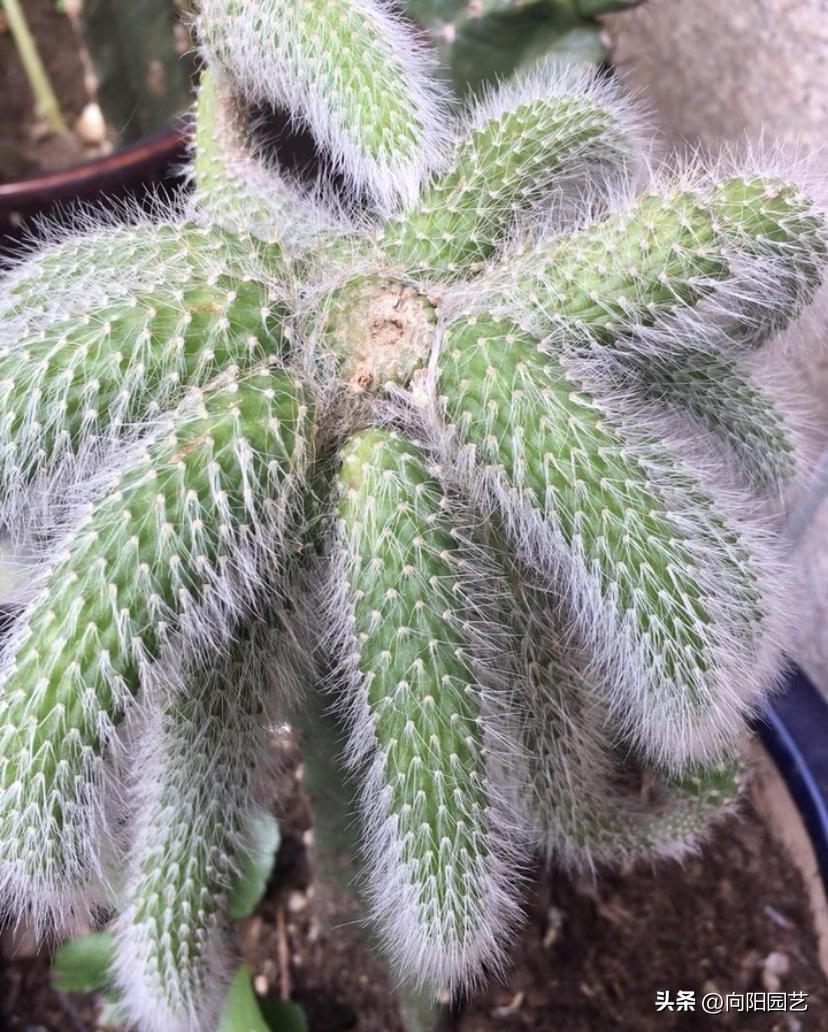 狐狸养殖时期技术有哪些_狐狸养殖时期技术怎么样_狐狸个时期养殖技术