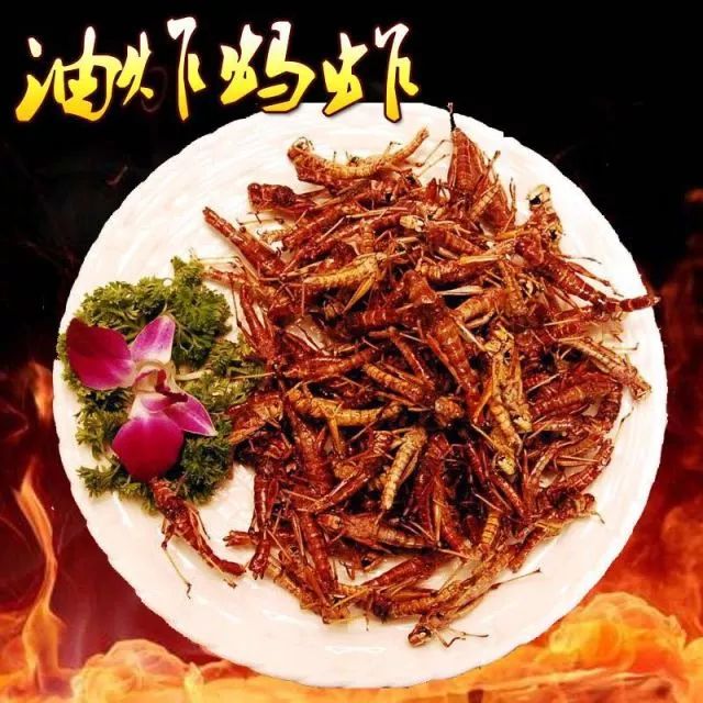 养殖北方蚂蚱技术怎么样_养殖北方蚂蚱技术视频_北方蚂蚱养殖技术