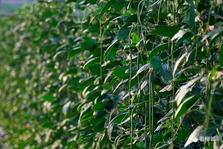 致富经种植视频_农业节目致富经种植视频_致富种植视频全集