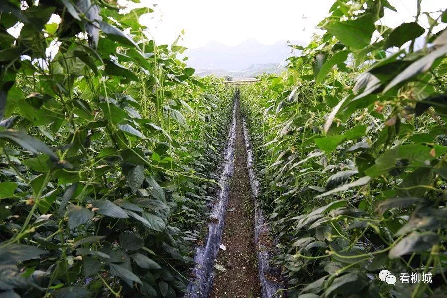 致富种植视频全集_致富经种植视频_农业节目致富经种植视频