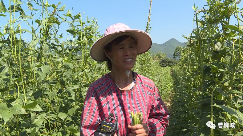 农业节目致富经种植视频_致富种植视频全集_致富经种植视频