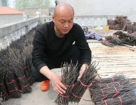 金蝉养殖投资_养殖金蝉赚钱吗_致富经2019金蝉养殖