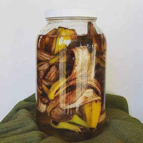 皮虫养殖技术_虫子养殖视频大全_虫的养殖