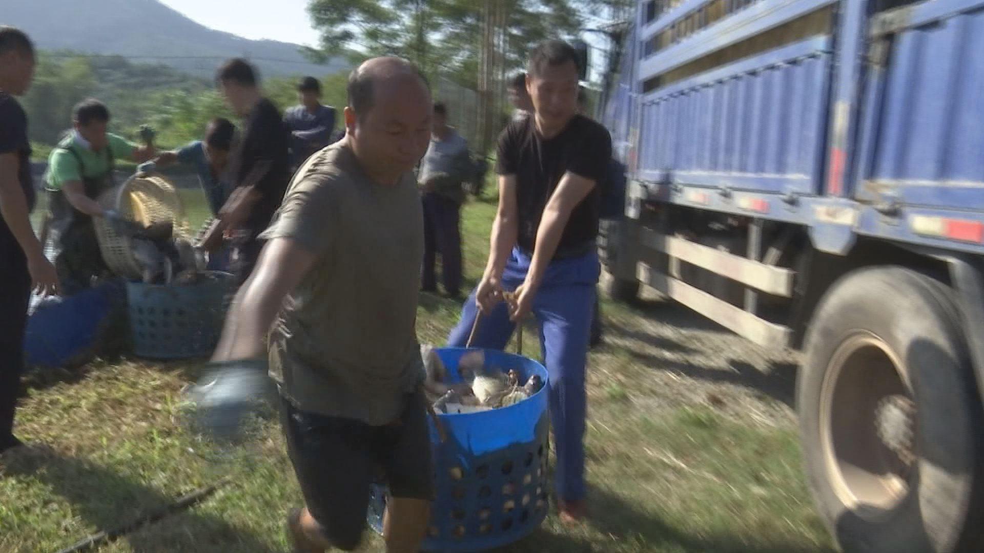 致富经高效养罗非鱼_致富高效养罗非鱼的方法_养罗非鱼能赚钱吗
