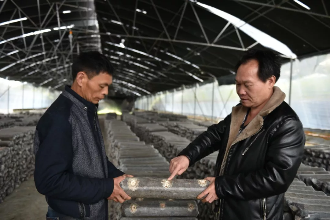 教技术找门路，闽清种植大户成了致富领路人