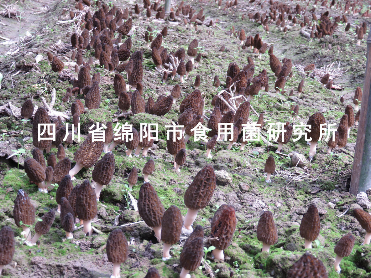种植羊肚菌怎么弄什么材料_种植羊肚菌种植技术_种植羊肚菌全过程视频