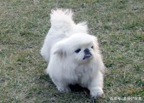 致富经犬_致富经犬_致富经犬