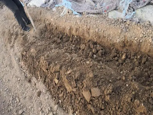 种植羊肚菌种植技术_种羊肚菌视频_种植羊肚菌全过程视频