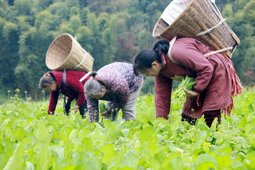 致富经卖菜_卖菜致富致富经_致富经菜市场