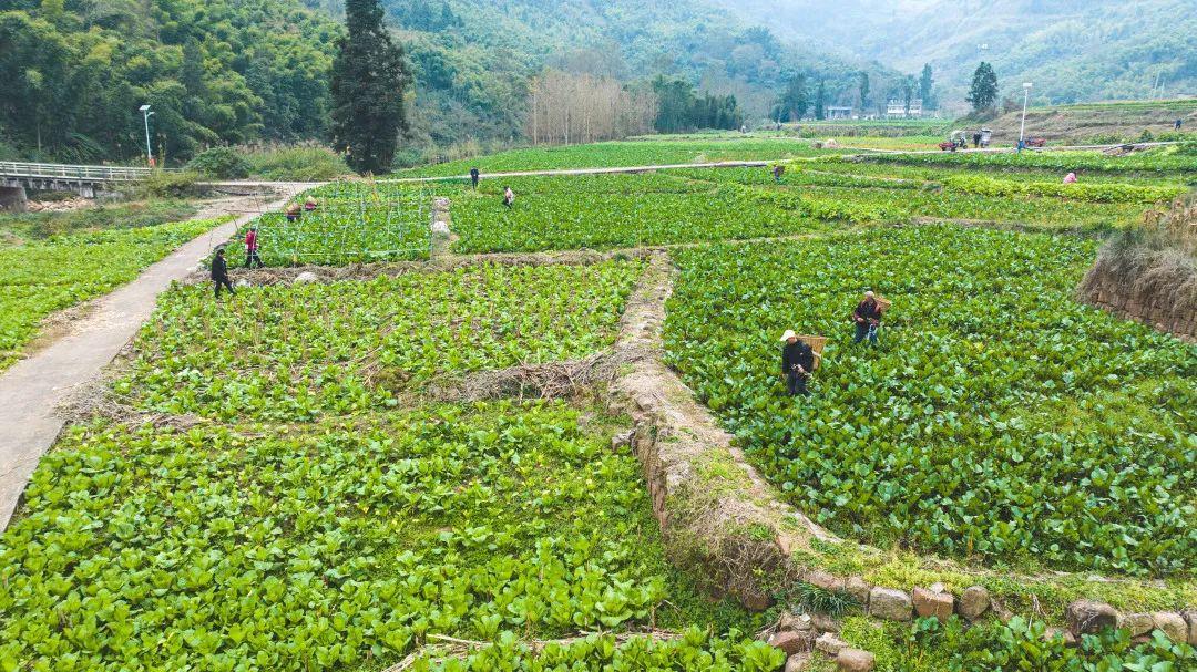 致富经卖菜_致富经菜市场_卖菜致富致富经