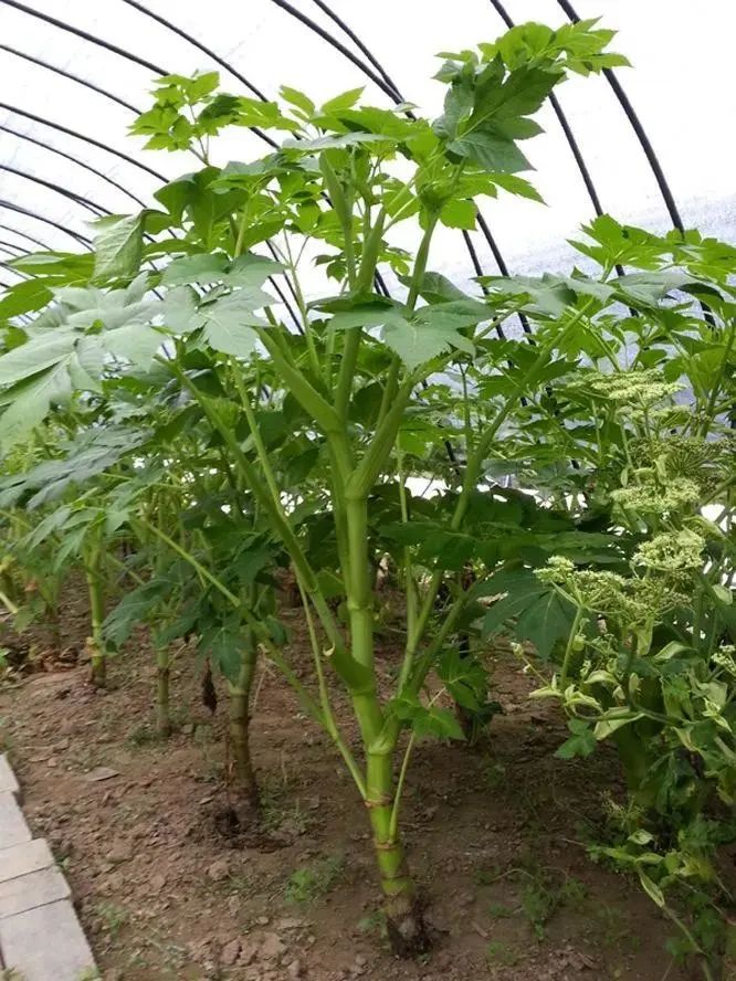 芦丁鸡饲料之不老仙草明日叶栽培技术