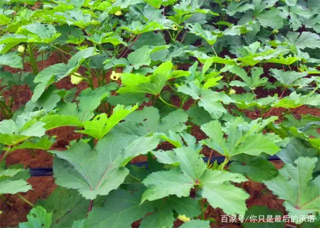 大棚种植芋头技术要求_大棚芋头种植技术_大棚种植芋头技术要点