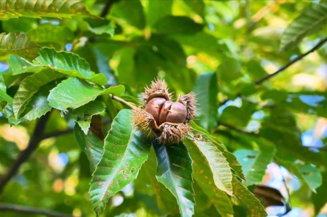 致富种植板栗视频_致富种植板栗怎么样_板栗种植致富