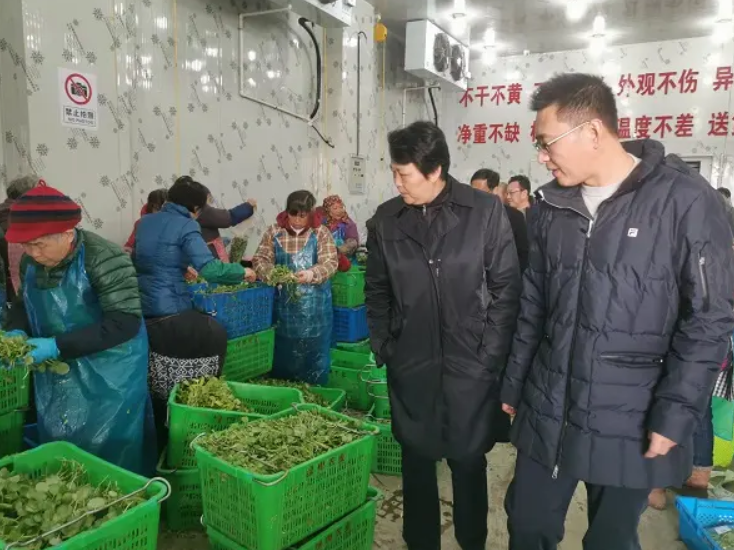 卖菜发家致富_卖菜致富致富经_致富经卖菜大姐赚大线