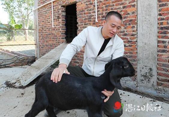 小老板返乡养羊 勇当致富“领头羊”