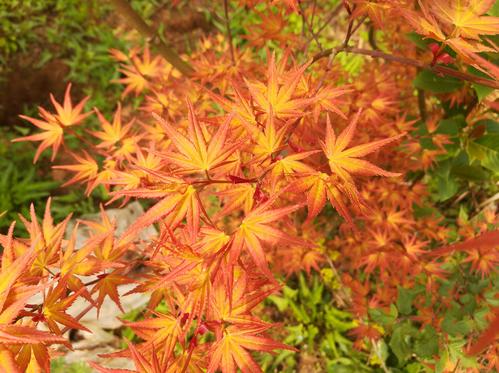红枫种植技术视频_种植红枫技术与管理_红枫种植技术