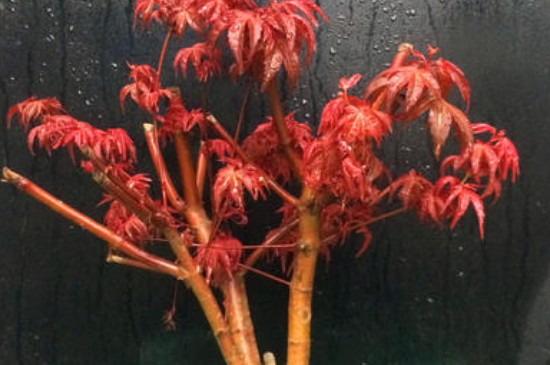 红枫种植技术视频_种植红枫技术要点_红枫种植技术