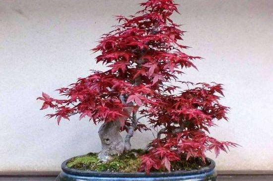 种植红枫技术要点_红枫种植技术_红枫种植技术视频
