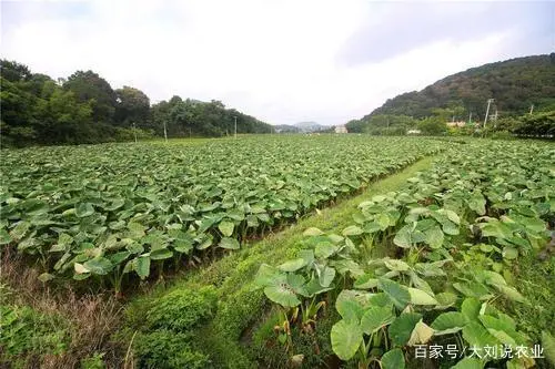 大棚种植芋头技术要点_大棚种植芋头技术与管理_大棚芋头种植技术