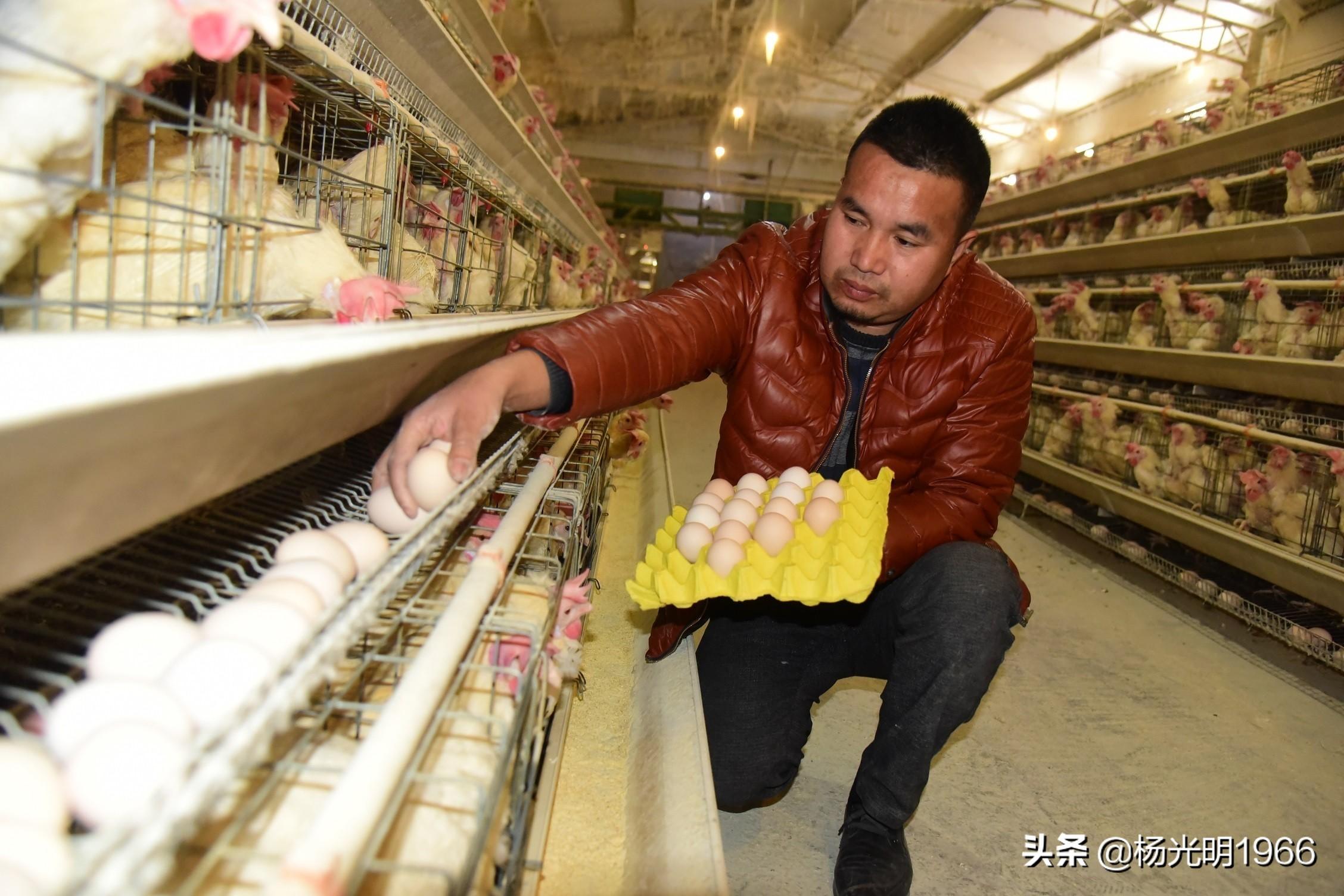 致富经竹鸡养殖_竹林养鸡_致富经竹林养鸡视频