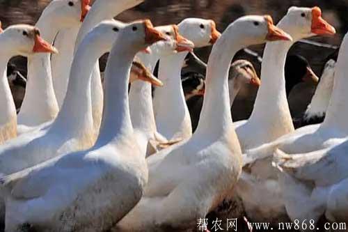 养鹅技术——鹅饲料选择以及饲喂要求