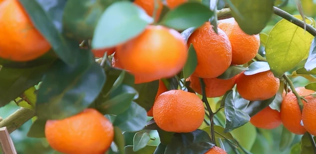 砂糖桔种植技术_种砂糖橘赚钱吗_砂糖橘子种植