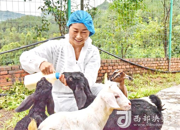致富经养黑山羊视频播放_致富经养黑山羊是第几期_养羊致富经视频黑山羊