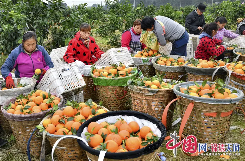 彭山黄丰：47年柑橘种植路 结出致富“金果果”