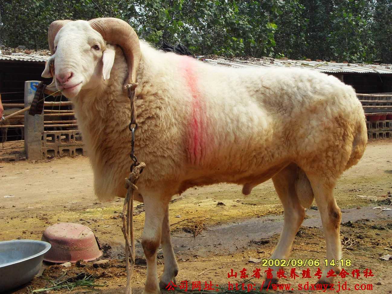 肉羊养殖新技术_肉羊养殖实施方案_肉羊的养殖技术与管理