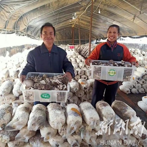 县区｜江华：小蘑菇种出大产业