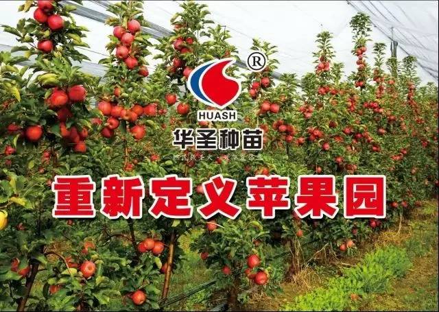 山区苹果种植对地理环境的要求