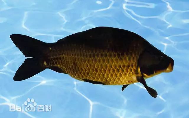 养殖鲫鱼工程技术规程_工程鲫鱼养殖技术_养殖鲫鱼工程技术方案