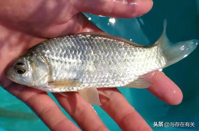 致富经养鲫鱼大全_致富经养鱼_致富鲫鱼大全养殖视频