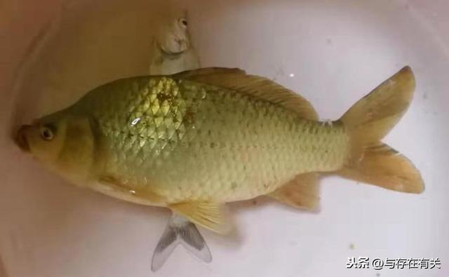 致富经养鱼_致富经养鲫鱼大全_致富鲫鱼大全养殖视频