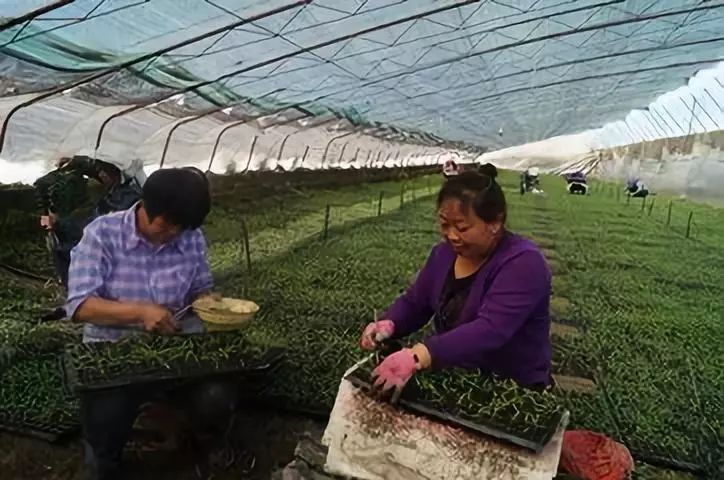 番茄种植方法技术有哪些_番茄的种植方法和技术_番茄种植方法技术要点