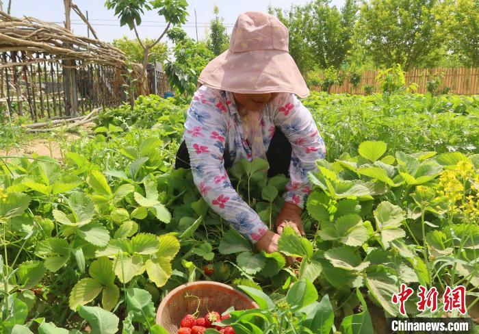 新疆种植什么赚钱_新疆种植致富_在新疆种植什么收入高