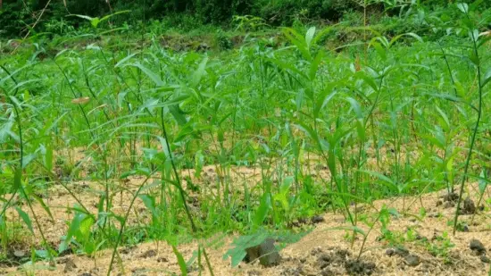 重庆黄精种植致富_重庆黄精种植致富_重庆黄精种植致富