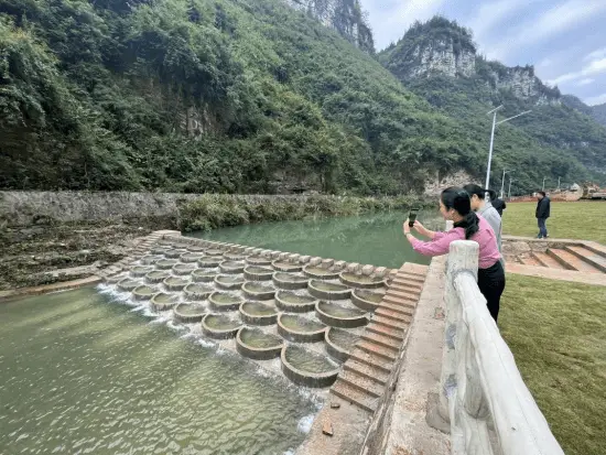 重庆黄精种植致富_重庆黄精种植致富_重庆黄精种植致富