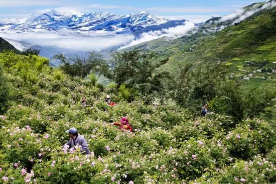 致富种植农民花的意义_致富种植农民花生_农民种植致富花