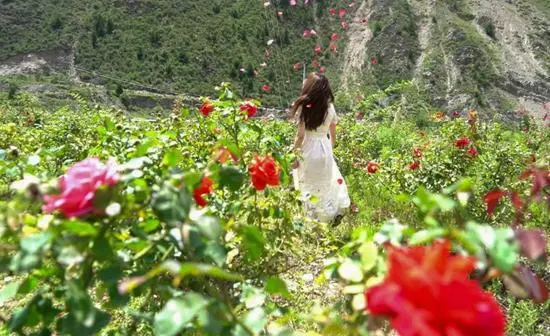 农民种植致富花_致富种植农民花生_致富种植农民花的意义