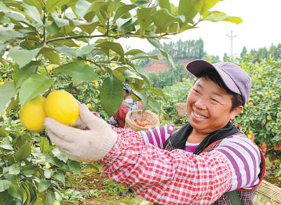 发展柠檬产业鼓起了果农“钱袋子”