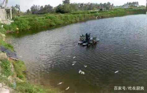 石斑鱼养殖注意事项