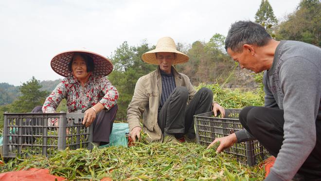 重庆黄精种植致富_重庆黄精种植致富_重庆黄精种植致富