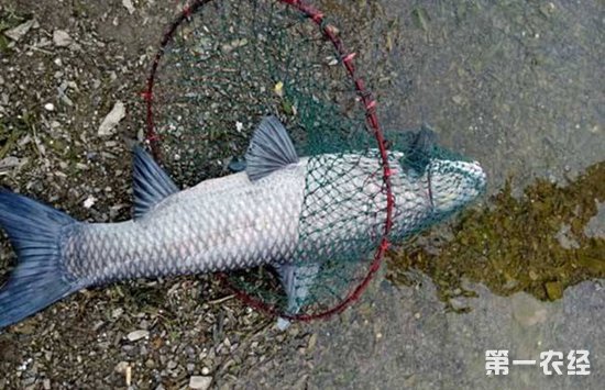 哪些因素会影响鱼的品质？影响鱼类品质的四大因素