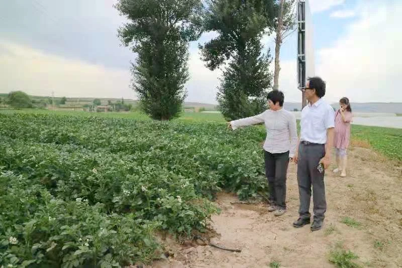 最新土豆种植技术_土豆种植最新技术要求_土豆种植最新技术是什么