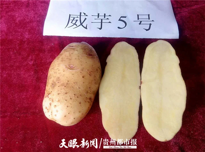 土豆种植最新技术要求_最新土豆种植技术_张银平土豆种植最新技术
