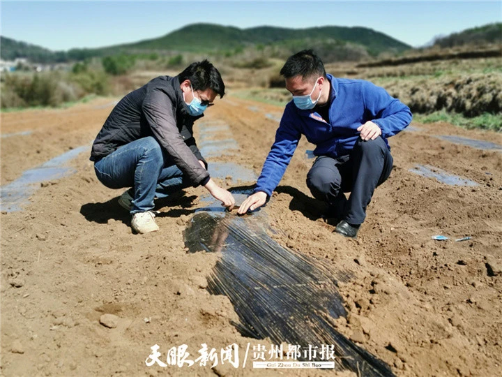 张银平土豆种植最新技术_最新土豆种植技术_土豆种植最新技术要求